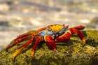 Ecuador-Galapagos National Park-Mosquera Island. Sally lightfoot crab close-up. Art Print